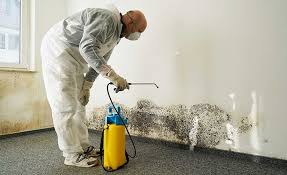 Reliable Gasport, NY Mold Remediation Solutions